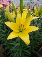 [5053 Mynnou No01.JPG]